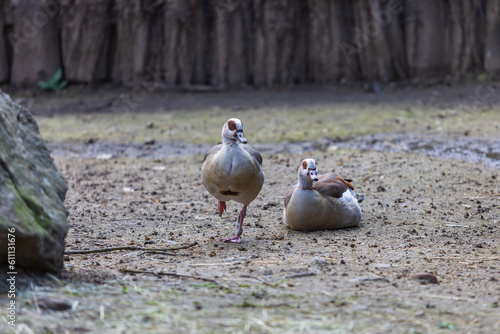 A brightly colored large bird Nile Goose - Alopochen aegyptiaca