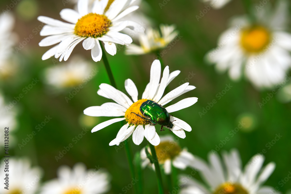 Symbol of the hot summer-golden bronzefinch on a daisy flower in the meadow. Close-up. Symbol of the hot summer-golden bronzefinch on a daisy flower in the meadow. Close-up.