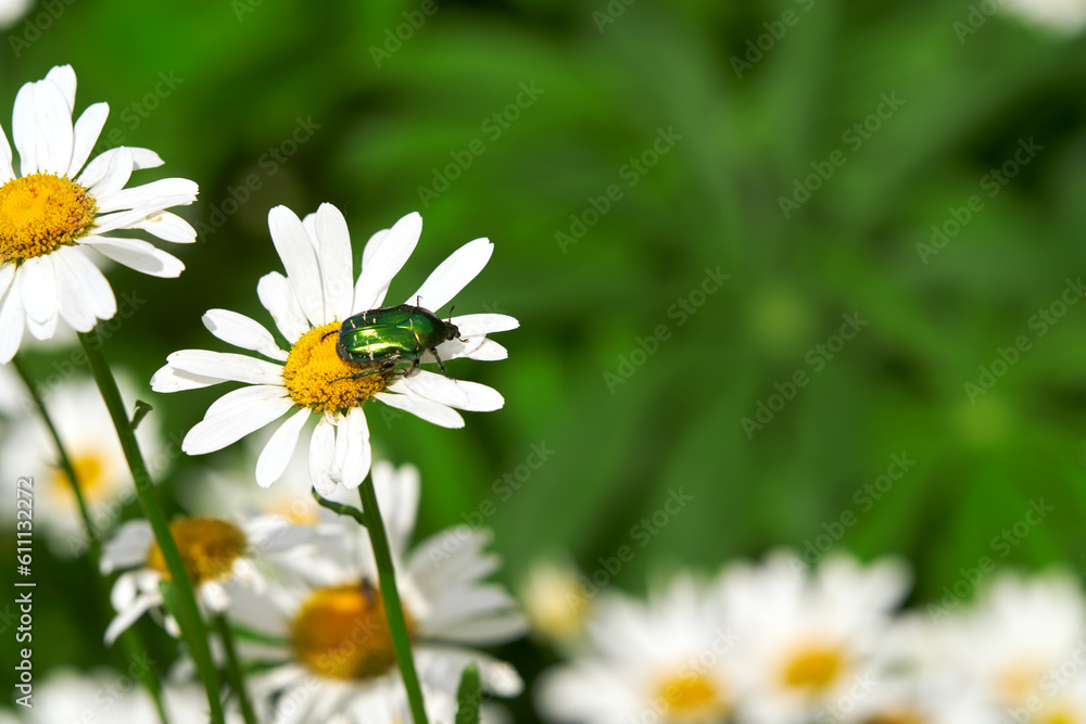 Summer. Meadow. A golden bronzefly on a large daisy. Summer. Meadow. A golden bronzefly on a large daisy.