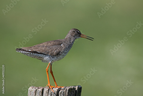 Rotschenkel rufend auf einem Zaunpfahl