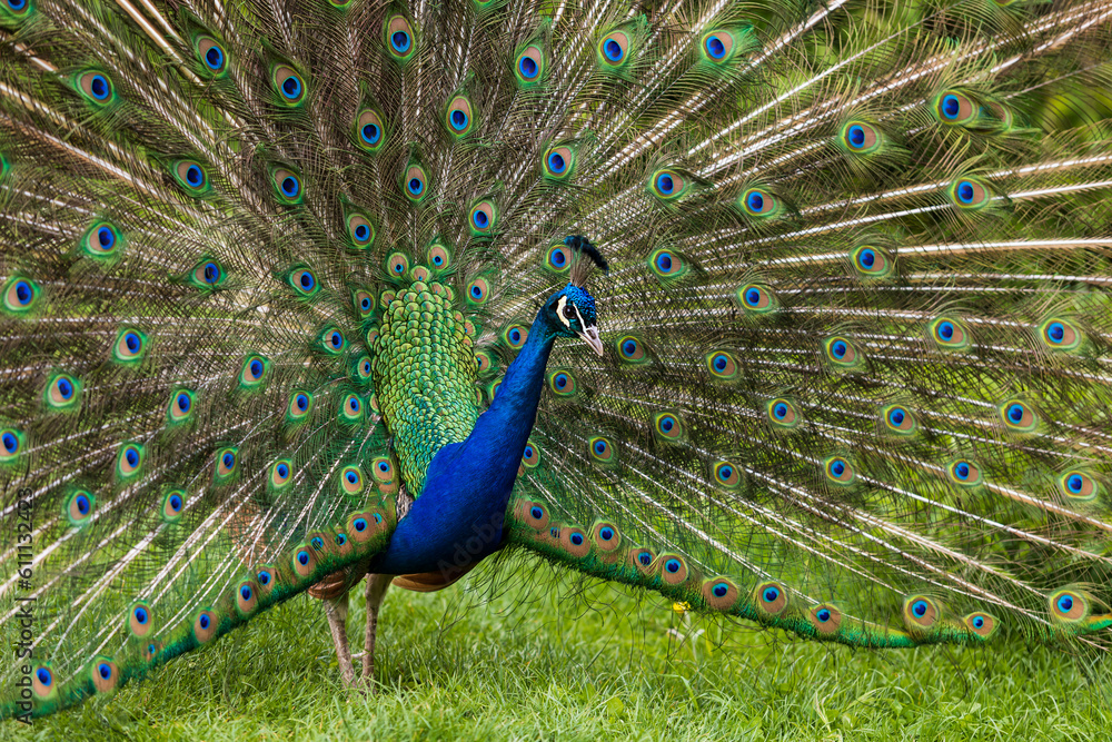 Obraz premium Beautiful colorful peacock bird. The peacock has an outstretched tail. There are colored eyes on the tail.