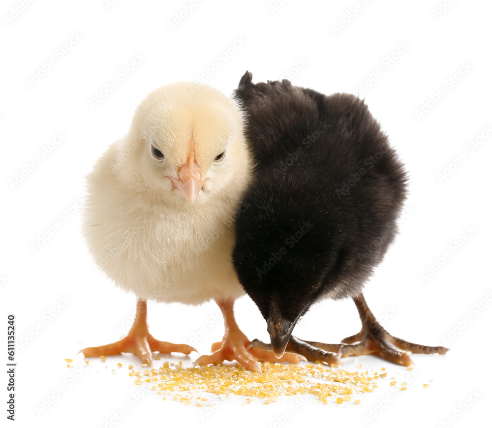 Obraz premium Cute little chicks on white background