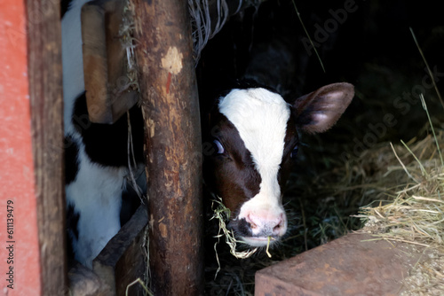 A curious and hungry baby calf is portrayed in a barn, its focus on eating hay. The brown chocolate-colored calf stands with an expression that seems either surprised or scared © tanitost