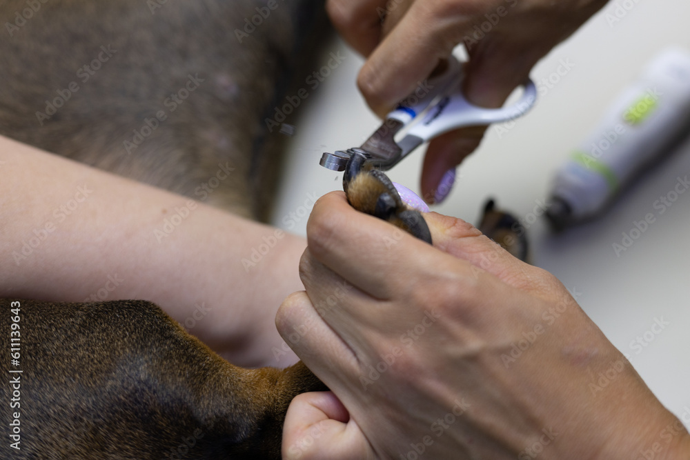 Image showcasing Close-up of a dog's nail trimming by a veterinarian. The veterinarian ...