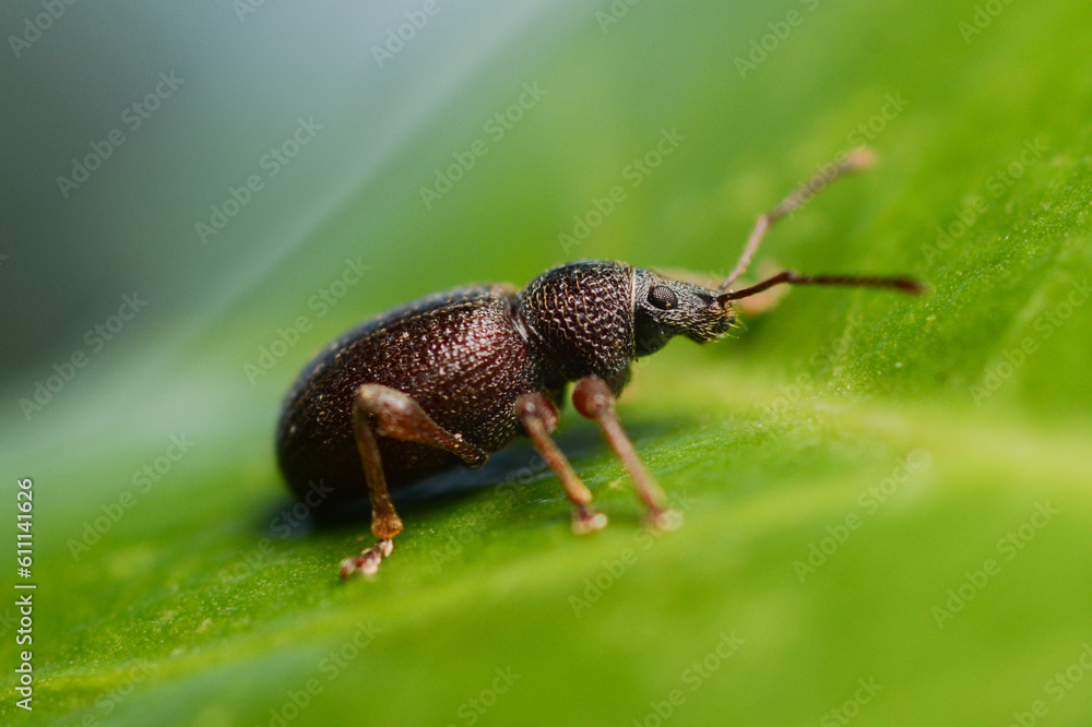 bug on a leaf bug on a leaf