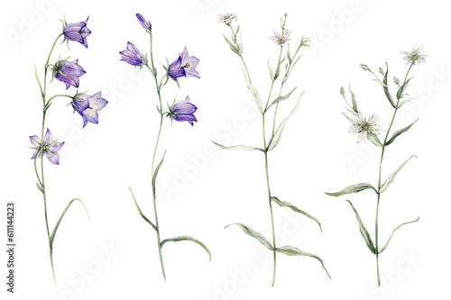 Close-up of blue spreading bellflower flowers. Campanula patula  little bell  bluebell  rapunzel. Rabelera holostea  stellaria.Watercolor hand painting illustration on isolate white background.
