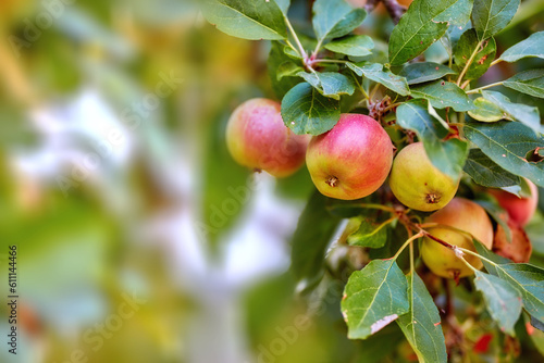 Garden, apple and red fruit on tree or branch with leaves, green plant and agriculture or sustainable farm. Nature, apples and healthy food from farming, plants and natural fiber for nutrition