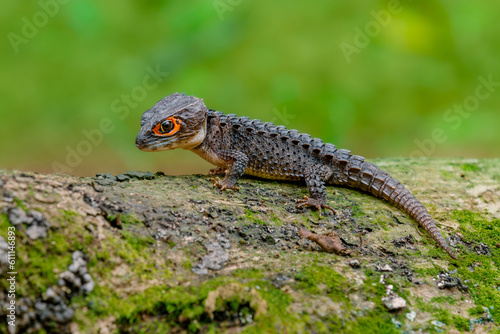  Red-Eyed Crocodile Skink Tribolonotus gracilis