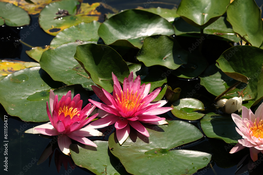 Pink lotus flowers on the lake. Water lilies among the leaves. Wisdom, harmony, perfection and spiritual peace. Selective focus. Pink lotus flowers on the lake. Water lilies among the leaves. Wisdom, harmony, perfection and spiritual peace. Selective focus.