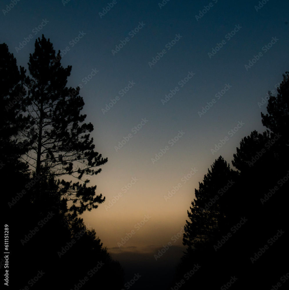 Fototapeta premium sunset in the forest