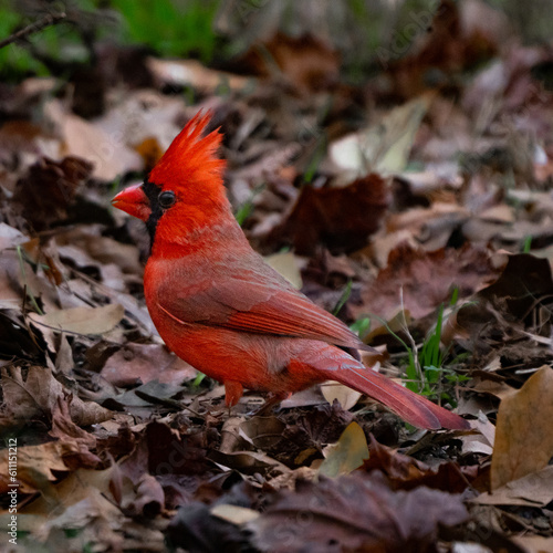Cardinal in Autumn