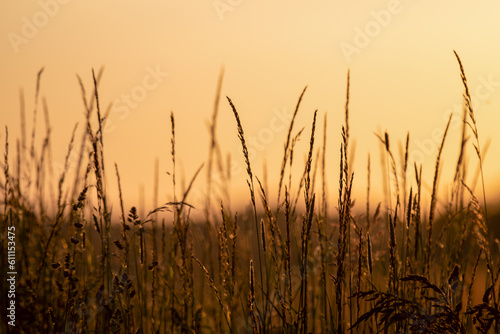 Gräser im Abendlicht