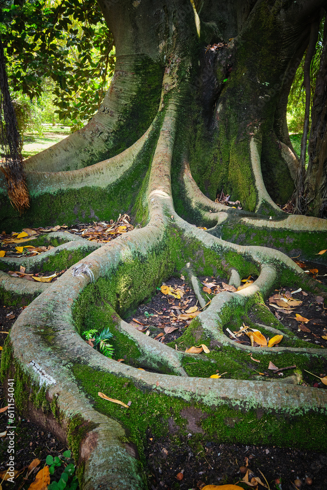 Fotka „Exotic tree Ficus macrophylla Australian banyan fig tree trunk ...