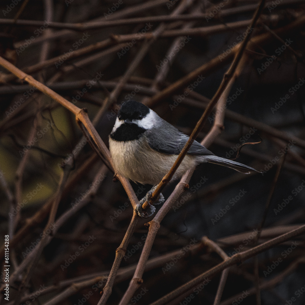 Obraz premium Black-capped chickadee