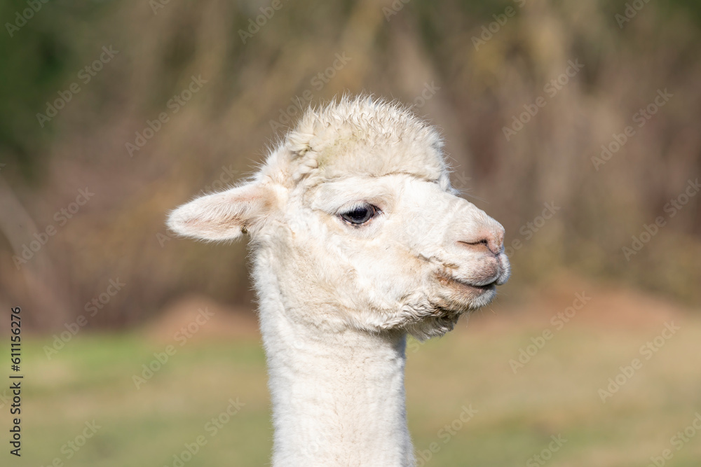 Obraz premium Photograph of the head of an adult Alpaca standing in a field on the South Island of New Zealand