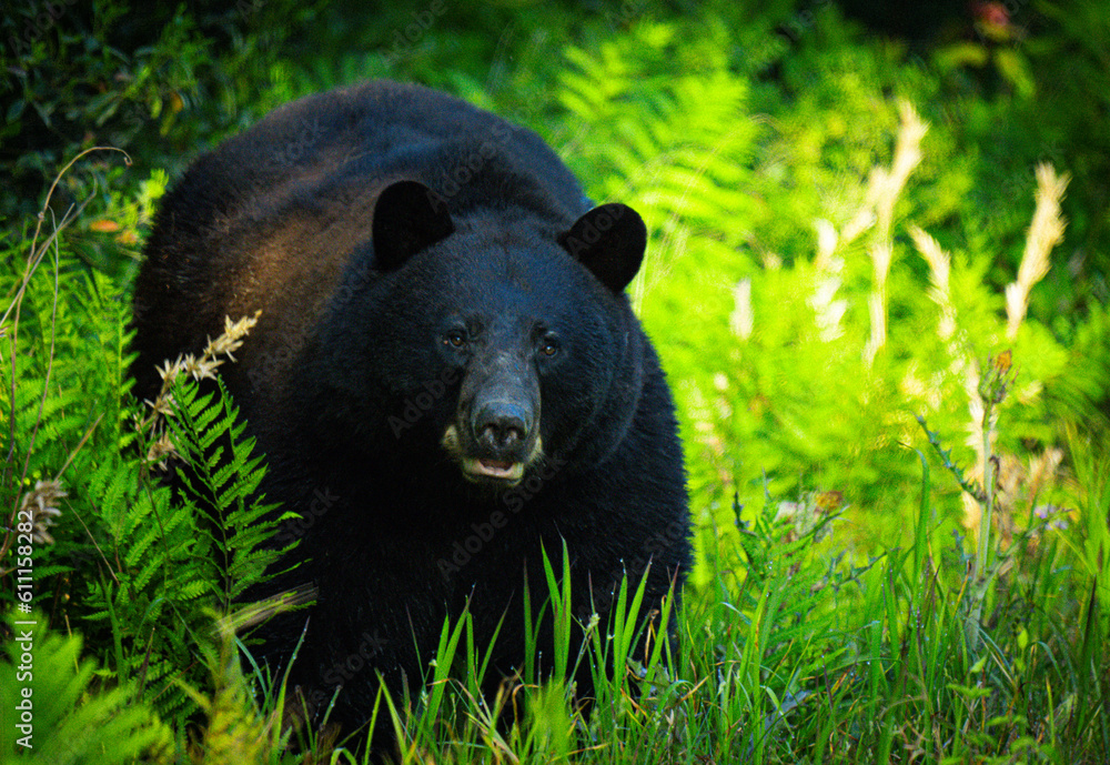 Bear in the Woods Bear in the Woods