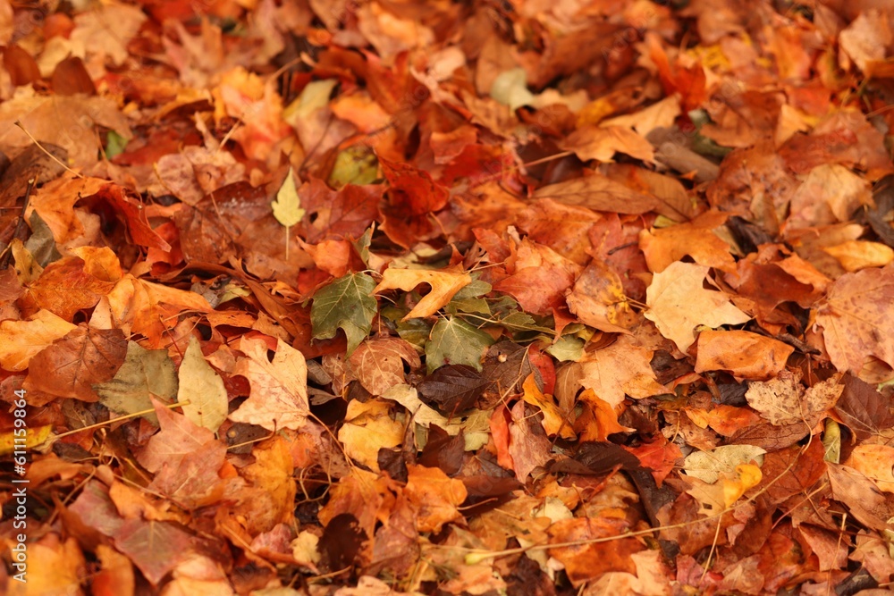 Fall Fall