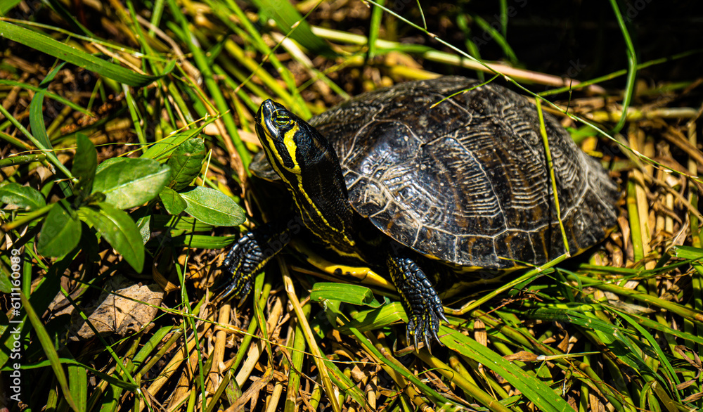 Turtle in the Grass Turtle in the Grass