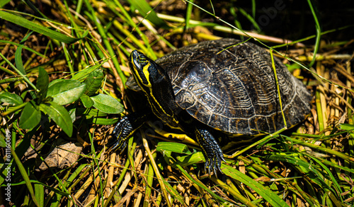 Turtle in the Grass