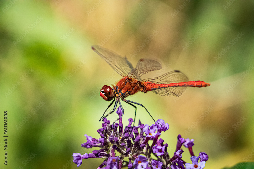 Blood Red Darter Blood Red Darter