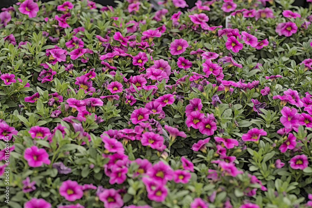 Calibrachoa pink lace flowers in the spring, full frame coverage
