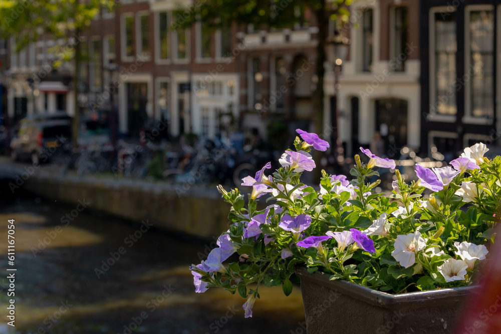 Amsterdam canal bridge decorated with a bush of Petunia flowers on the railing, Beautiful ornamental flowering plants with blurred view of Prinsengracht and architecture traditional houses background.