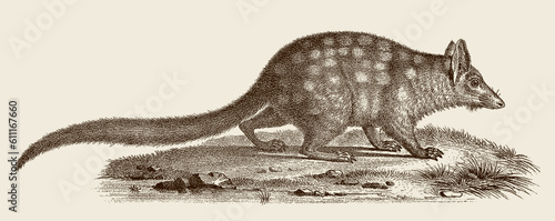 Threatened tiger quoll dasyurus maculatus walking in landscape, after antique copperplate from 19th century photo