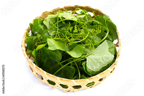 Lvy Gourd leaves on white background.