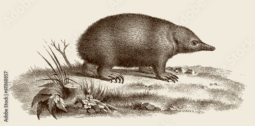 short-beaked echidna tachyglossus aculeatus, after antique copperplate from 19th century