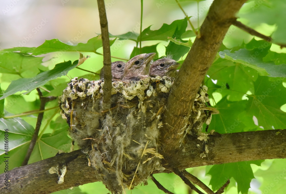 Carduelis carduelis babies in the nest.