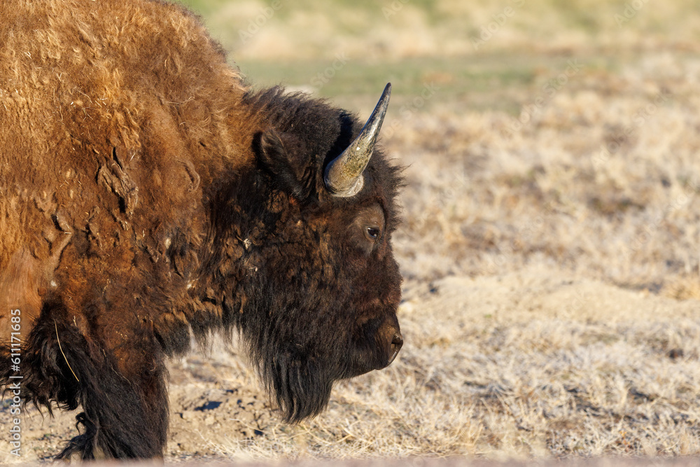 American Bison, also known as buffalo, in the Badlands National Park during spring.
American Bison, also known as buffalo, in the Badlands National Park during spring.
