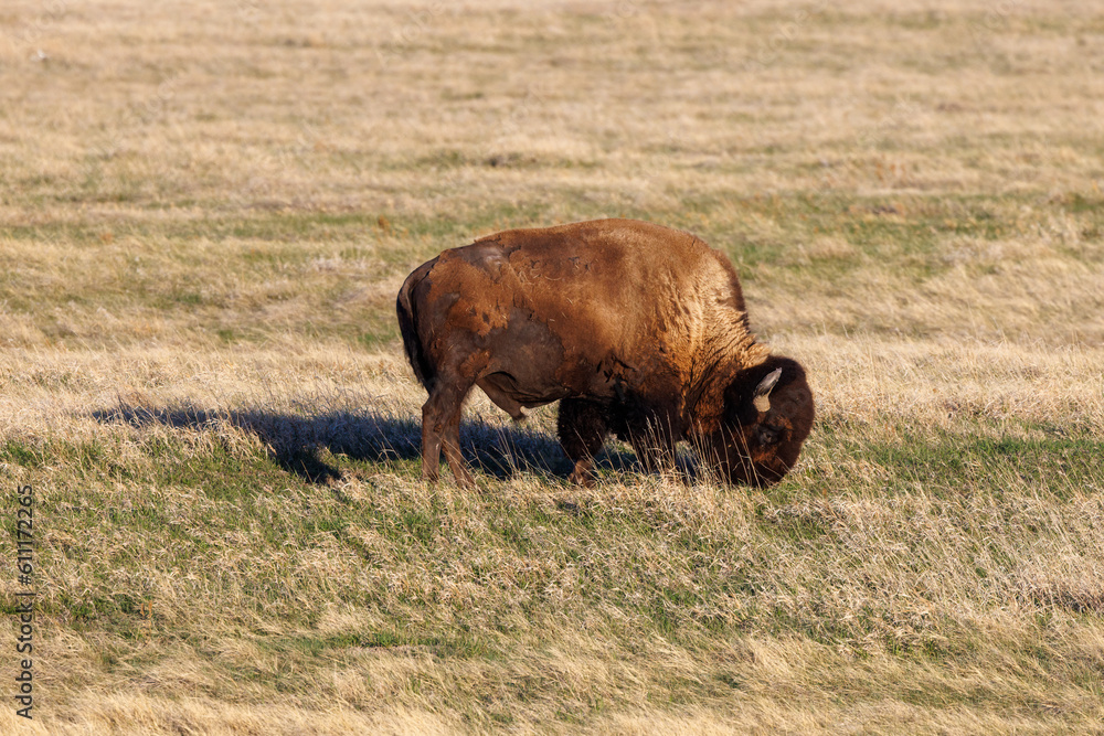 American Bison, also known as buffalo, in the Badlands National Park during spring.
