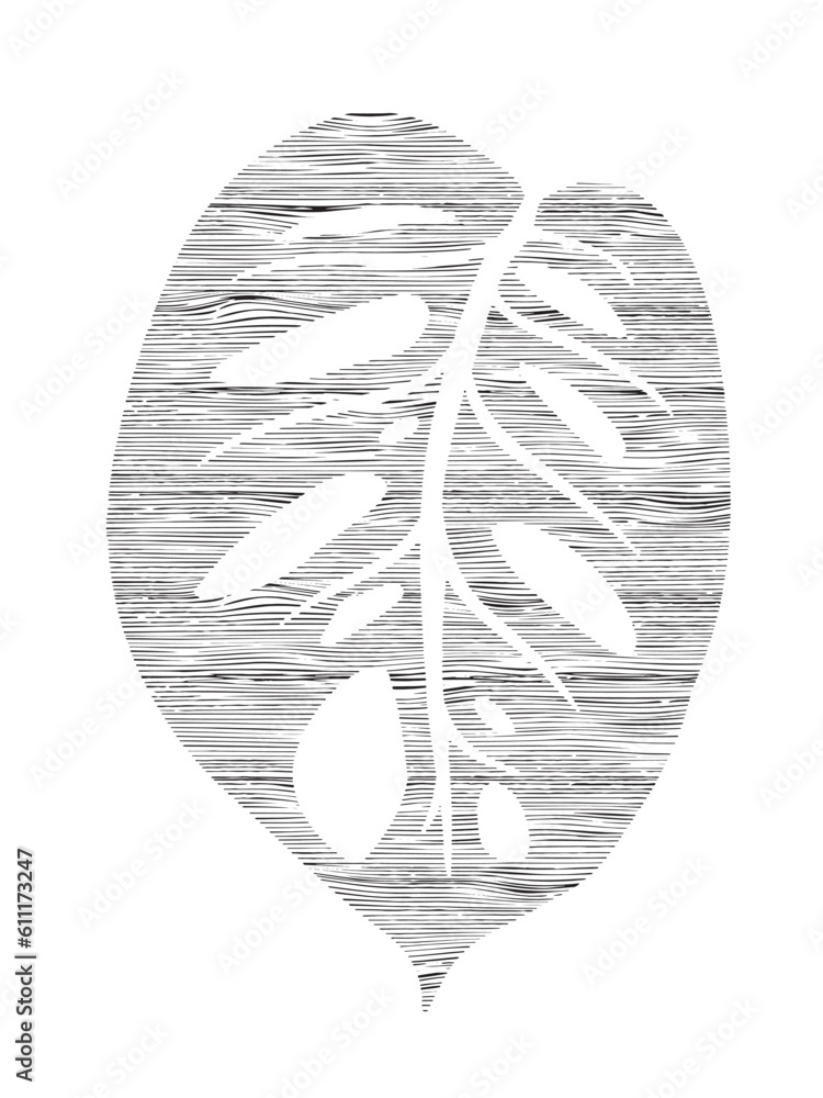 Adam's Rib Leaf simple. Monstera holed leaf in curved lines ...