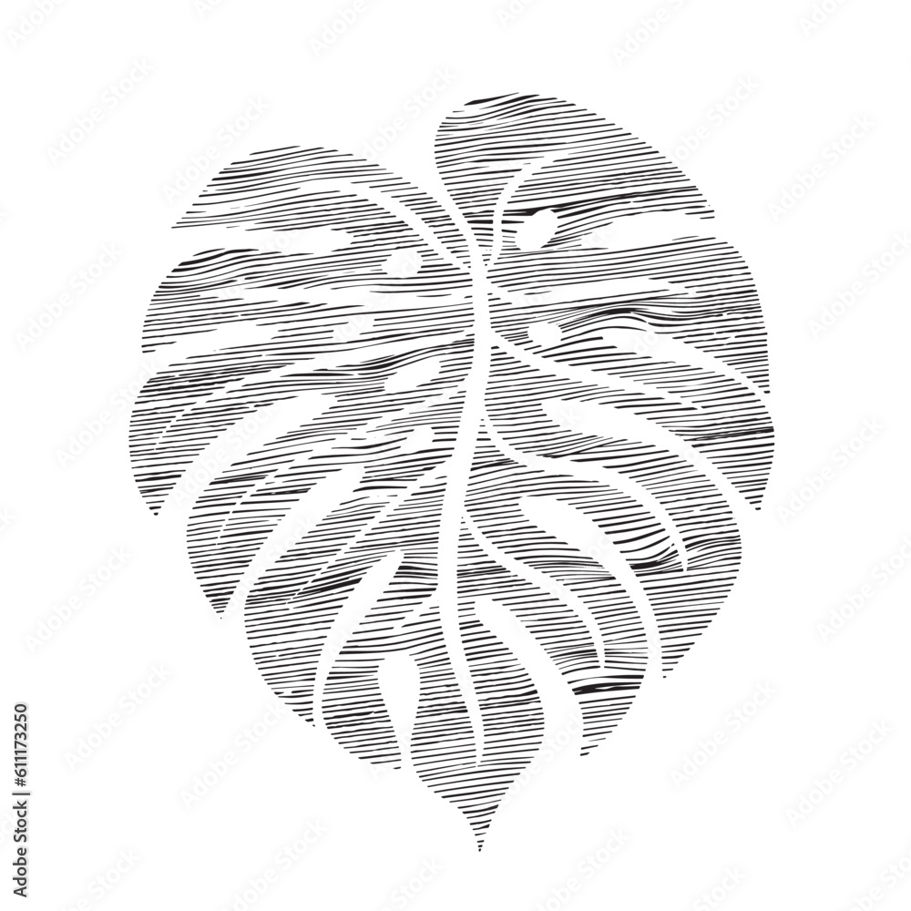 Adam's Rib Leaf with curved lines. Monstera holed leaf illustration ...
