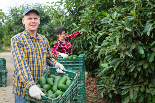 Smiling farmer man with full avocado box and other farmers picking avocados in the garden