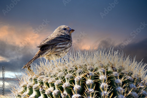 A song sparrow sits atop a saguaro cactus in the Sonora desert northwest of Phoenix, Ariz. photo