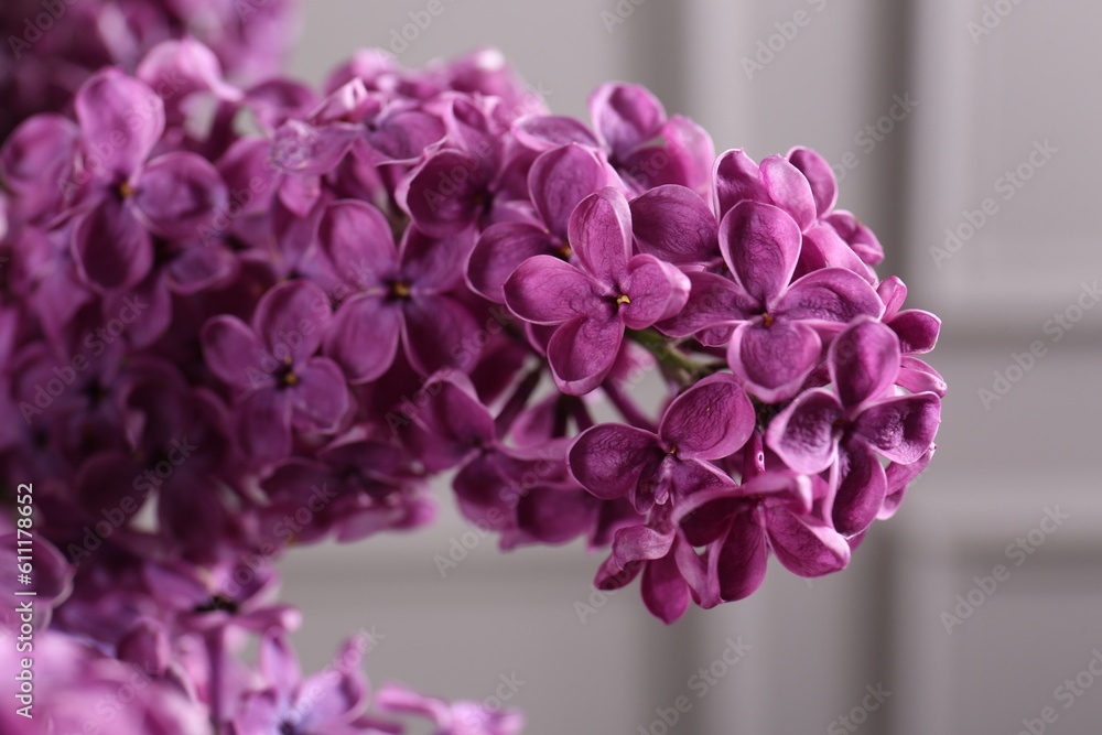 Obraz premium Beautiful blooming lilac flowers on blurred background, closeup