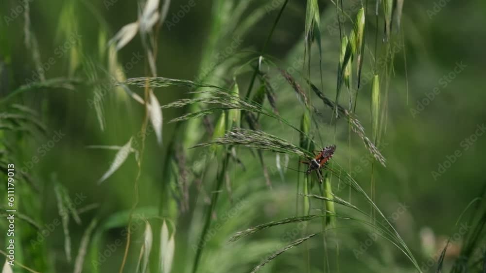 A captivating slow-motion capture of a red-winged insect, patiently biding its time on a branch before finally taking flight. A remarkable display of nature's nuances. A captivating slow-motion capture of a red-winged insect, patiently biding its time on a branch before finally taking flight. A remarkable display of nature's nuances.