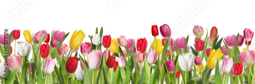 Many beautiful tulips on white background, banner design