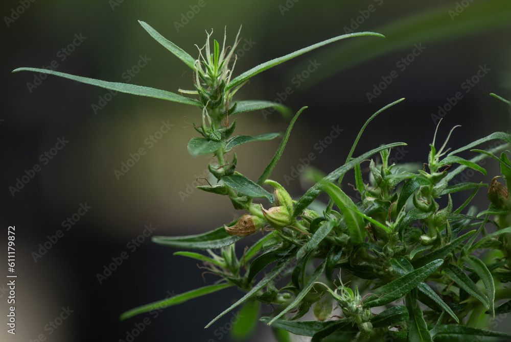 Naklejka premium Marijuana or Cannabis ruderalis on nature background.