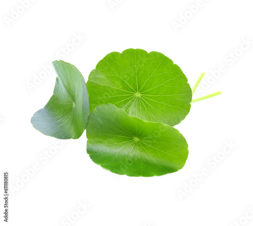 Asiatic Leaf Herb gotu kola, indian pennywort, centella asiatica, tropical herb isolated transparent png