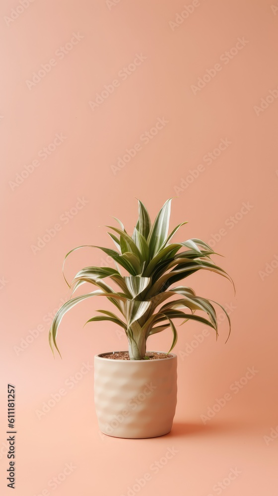 Fototapeta premium Contrast dracaena fragrans on contrast background in flower beige pot