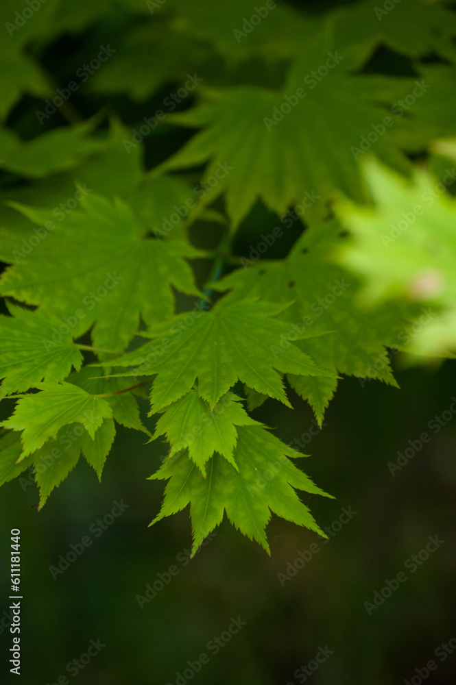 Green Japanese Maple leaves close up and soft, nature background Green Japanese Maple leaves close up and soft, nature background