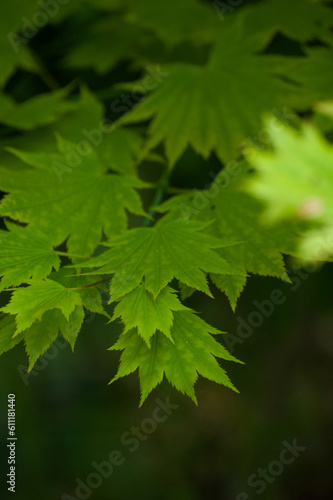 Green Japanese Maple leaves close up and soft, nature background