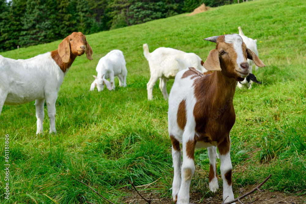 A field of lush green grass with small domestic goats. The animals have brown and white colored fur, long floppy ears, dark eyes, and horns that are long and pointy. The animals are grazing. A field of lush green grass with small domestic goats. The animals have brown and white colored fur, long floppy ears, dark eyes, and horns that are long and pointy. The animals are grazing.