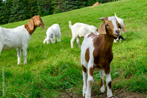 A field of lush green grass with small domestic goats. The animals have brown and white colored fur, long floppy ears, dark eyes, and horns that are long and pointy. The animals are grazing. 