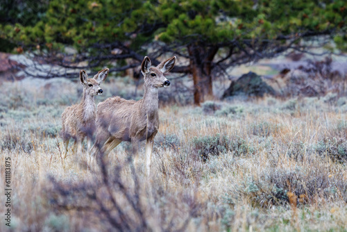 Mule deer  Odocoileus hemionus  in Rocky Mountain National Park during spring.  