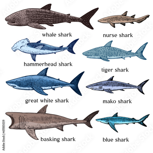Types of sharks. Big set of hand drawn illustrations in retro engraving style. Great white shark, tiger shark, hammerhead shark and other sea predators.