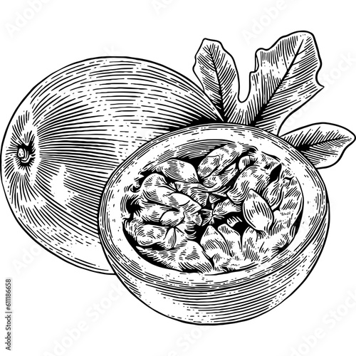 Hand drawn Passion Fruit with Leaf Sketch Illustration