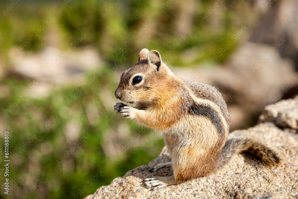 Naklejka premium Chipmunk standing on a rock eating. Chipmunks are small, striped rodents of the family Sciuridae.